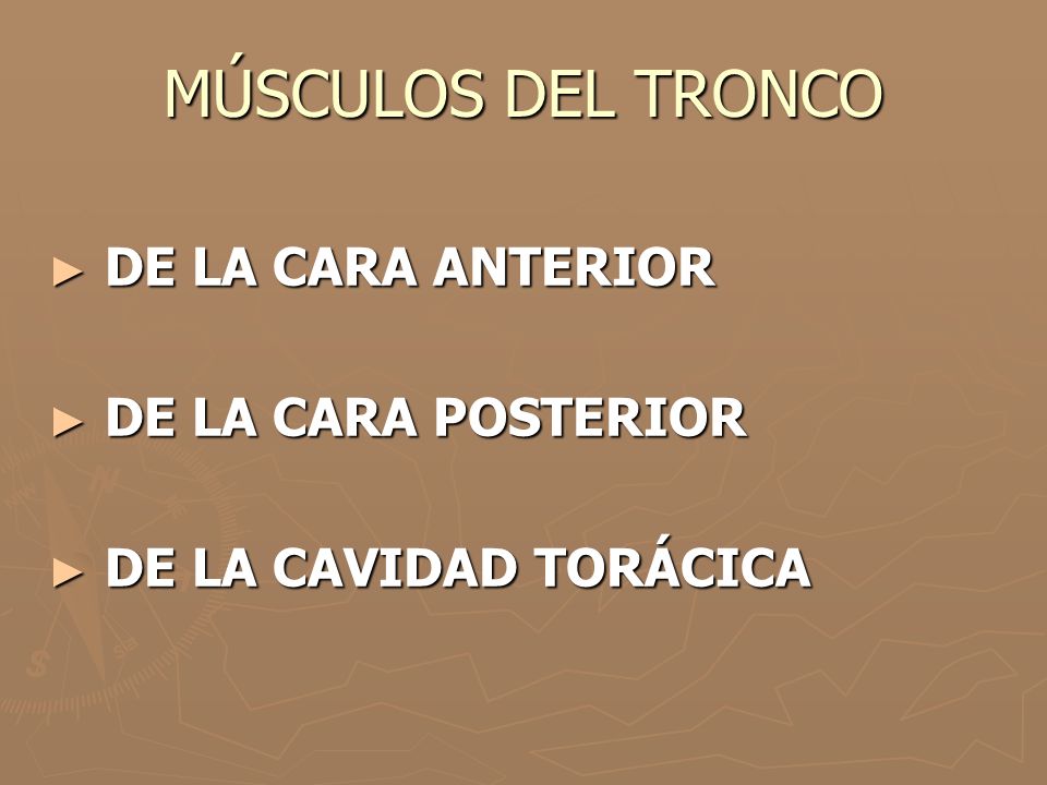 MÚSCULOS DEL TRONCO DE LA CARA ANTERIOR DE LA CARA POSTERIOR