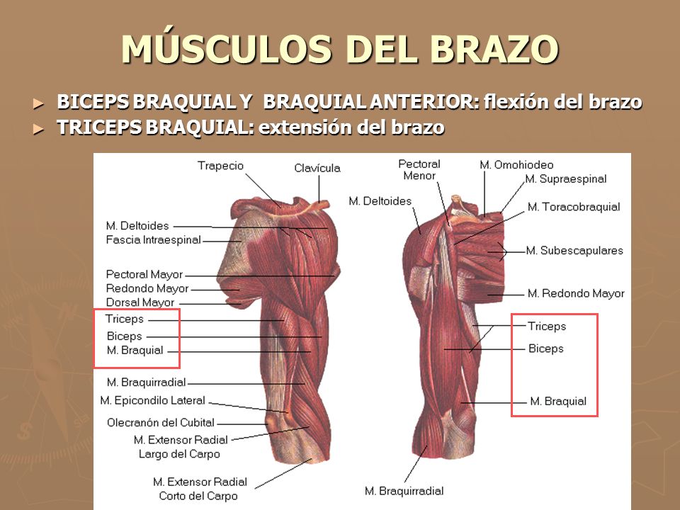 MÚSCULOS DEL BRAZO BICEPS BRAQUIAL Y BRAQUIAL ANTERIOR: flexión del brazo.