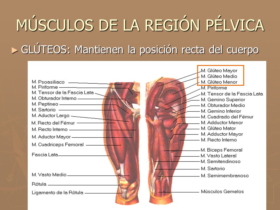 MÚSCULOS DE LA REGIÓN PÉLVICA