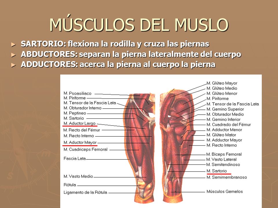 MÚSCULOS DEL MUSLO SARTORIO: flexiona la rodilla y cruza las piernas