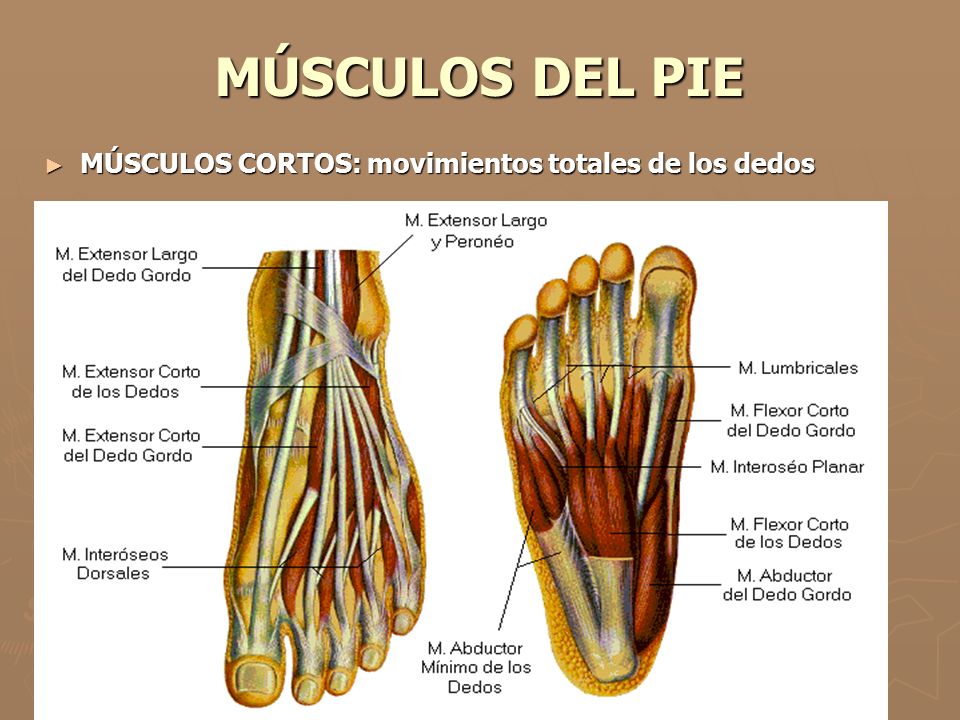MÚSCULOS DEL PIE MÚSCULOS CORTOS: movimientos totales de los dedos