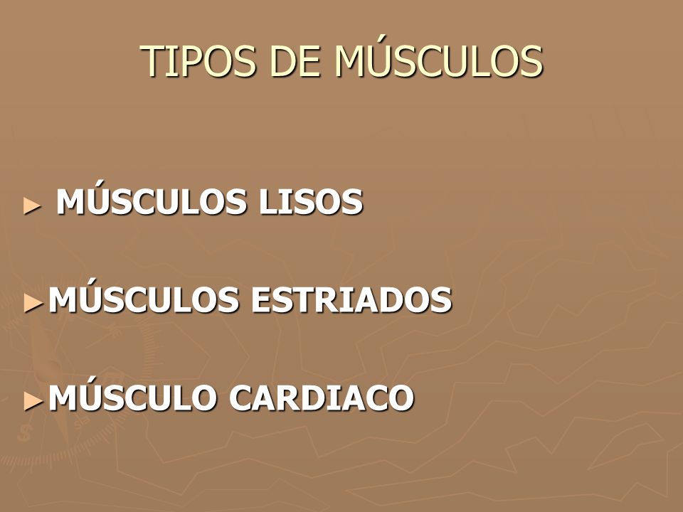 TIPOS DE MÚSCULOS MÚSCULOS LISOS MÚSCULOS ESTRIADOS MÚSCULO CARDIACO