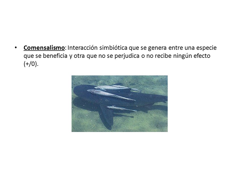 Comensalismo: Interacción simbiótica que se genera entre una especie que se beneficia y otra que no se perjudica o no recibe ningún efecto (+/0).