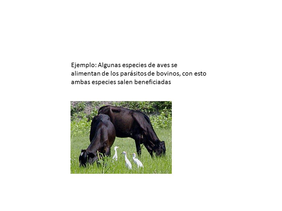 Ejemplo: Algunas especies de aves se alimentan de los parásitos de bovinos, con esto ambas especies salen beneficiadas