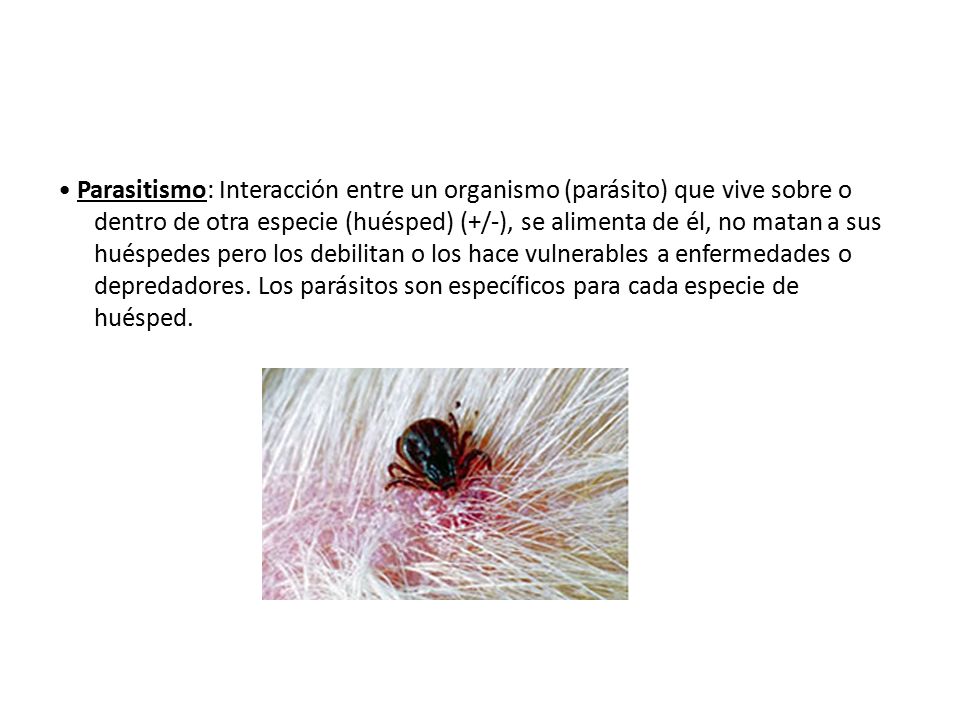 • Parasitismo: Interacción entre un organismo (parásito) que vive sobre o dentro de otra especie (huésped) (+/-), se alimenta de él, no matan a sus huéspedes pero los debilitan o los hace vulnerables a enfermedades o depredadores.