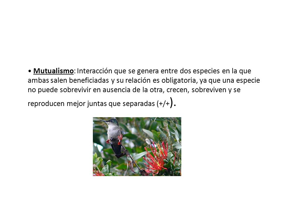 • Mutualismo: Interacción que se genera entre dos especies en la que ambas salen beneficiadas y su relación es obligatoria, ya que una especie no puede sobrevivir en ausencia de la otra, crecen, sobreviven y se reproducen mejor juntas que separadas (+/+).