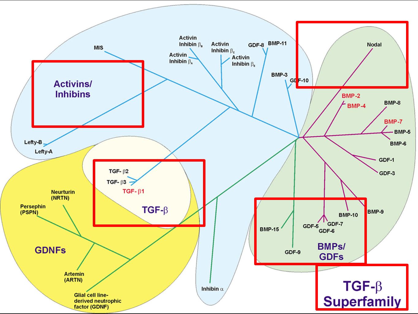 TGFß 1,2,3 –Transforming Growth Factors - Formacion de matriz extracelular, mitosis, Riñon, Pulmones, Salivares