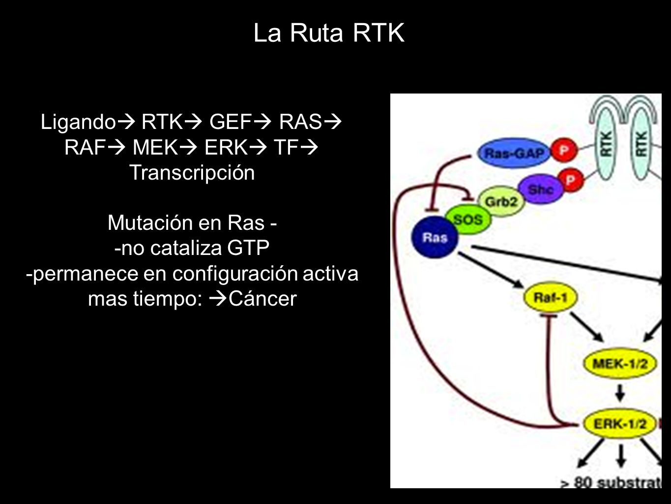 La Ruta RTK Ligando RTK GEF RAS RAF MEK ERK TF Transcripción