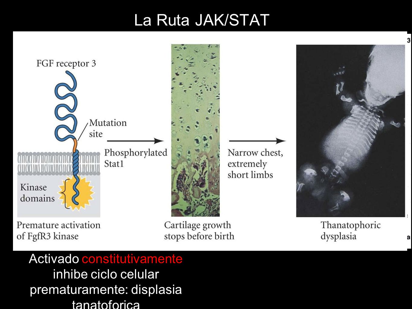 La Ruta JAK/STAT Ligando Receptor JAK STAT STAT/STAT Dimer