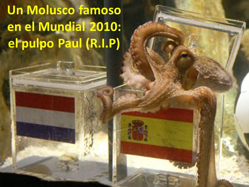 Un Molusco famoso en el Mundial 2010: el pulpo Paul (R.I.P)