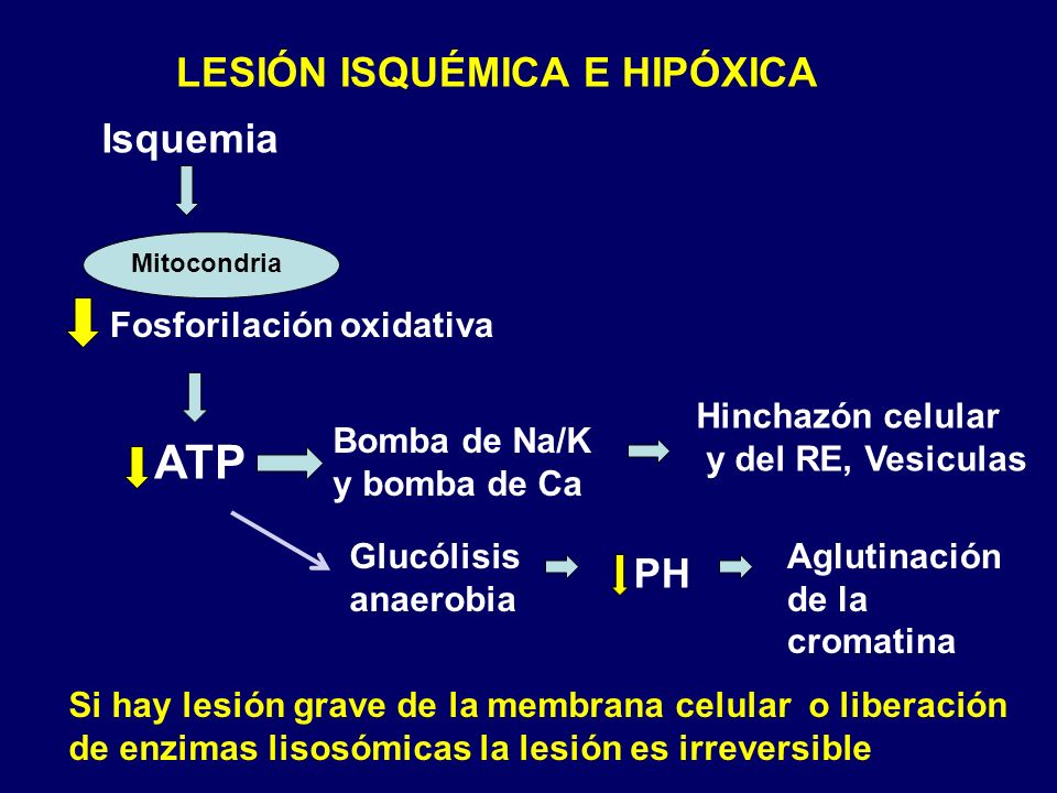 ATP LESIÓN ISQUÉMICA E HIPÓXICA Isquemia PH Fosforilación oxidativa