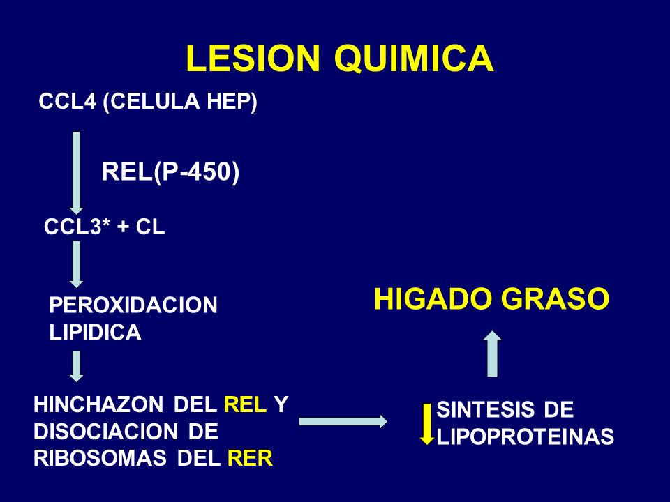 LESION QUIMICA HIGADO GRASO REL(P-450) CCL4 (CELULA HEP) CCL3* + CL