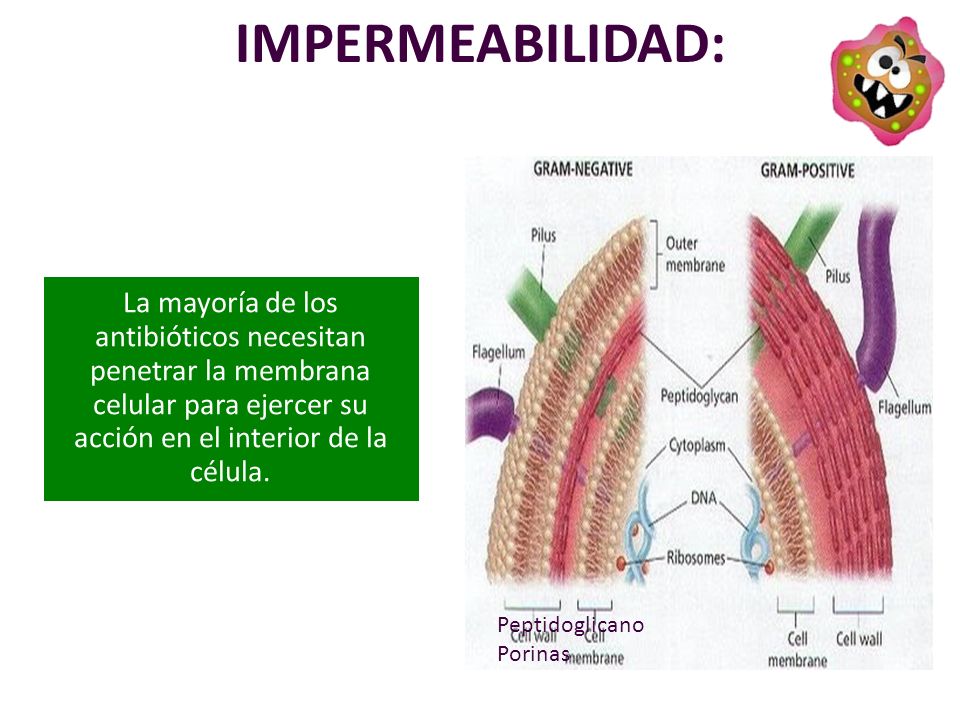 IMPERMEABILIDAD: La mayoría de los antibióticos necesitan penetrar la membrana celular para ejercer su acción en el interior de la célula.