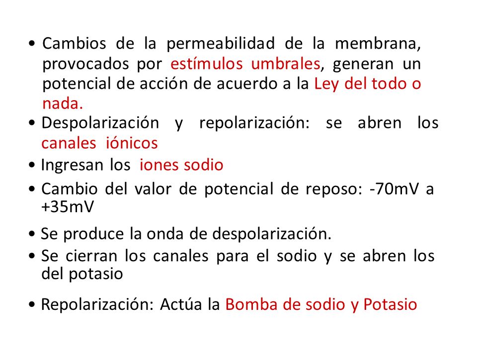 Cambios de la permeabilidad de la membrana, provocados por estímulos umbrales, generan un potencial de acción de acuerdo a la Ley del todo o nada.