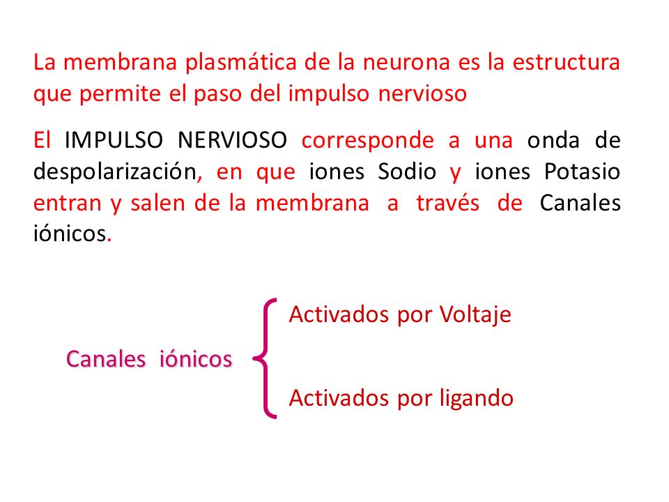 La membrana plasmática de la neurona es la estructura que permite el paso del impulso nervioso