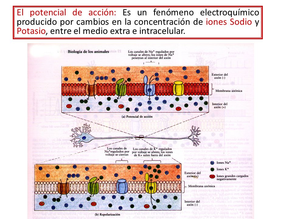 El potencial de acción: Es un fenómeno electroquímico producido por cambios en la concentración de iones Sodio y Potasio, entre el medio extra e intracelular.