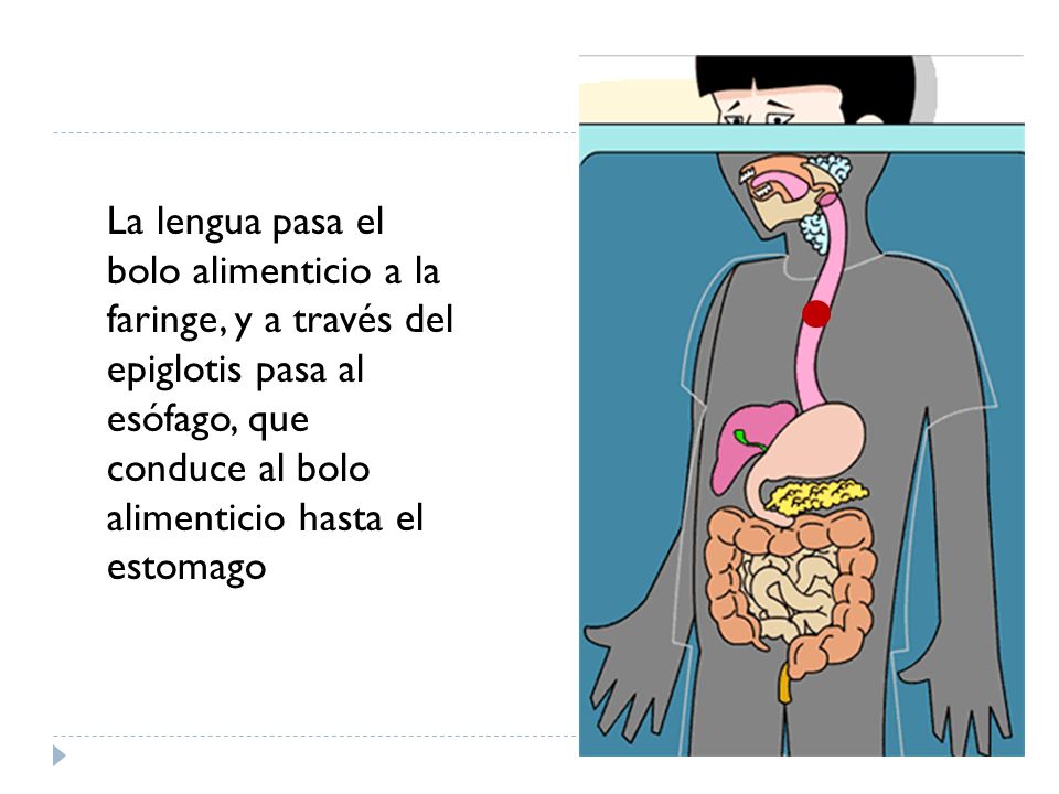 La lengua pasa el bolo alimenticio a la faringe, y a través del epiglotis pasa al esófago, que conduce al bolo alimenticio hasta el estomago