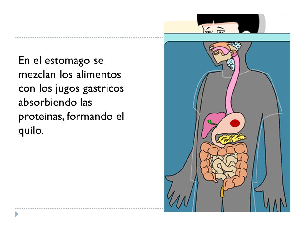 En el estomago se mezclan los alimentos con los jugos gastricos absorbiendo las proteinas, formando el quilo.