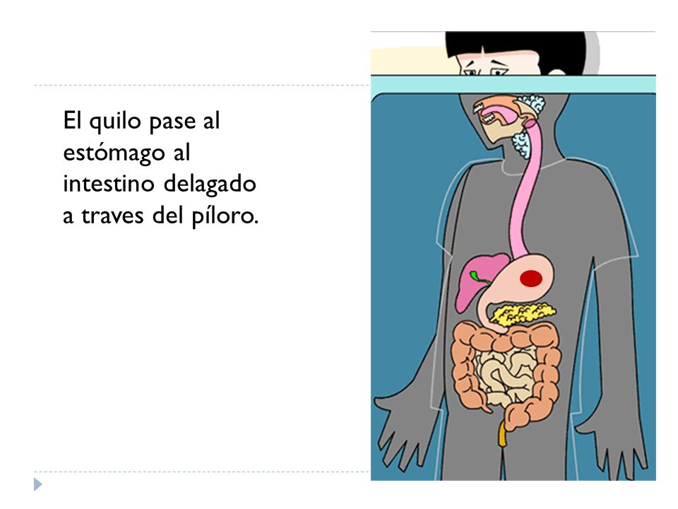 El quilo pase al estómago al intestino delagado a traves del píloro.