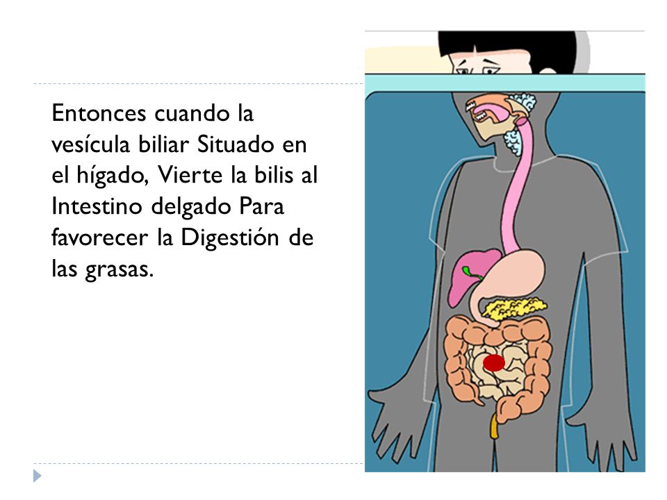 Entonces cuando la vesícula biliar Situado en el hígado, Vierte la bilis al Intestino delgado Para favorecer la Digestión de las grasas.