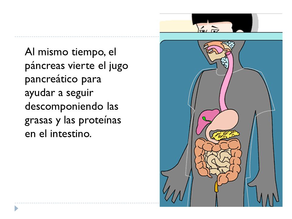 Al mismo tiempo, el páncreas vierte el jugo pancreático para ayudar a seguir descomponiendo las grasas y las proteínas en el intestino.