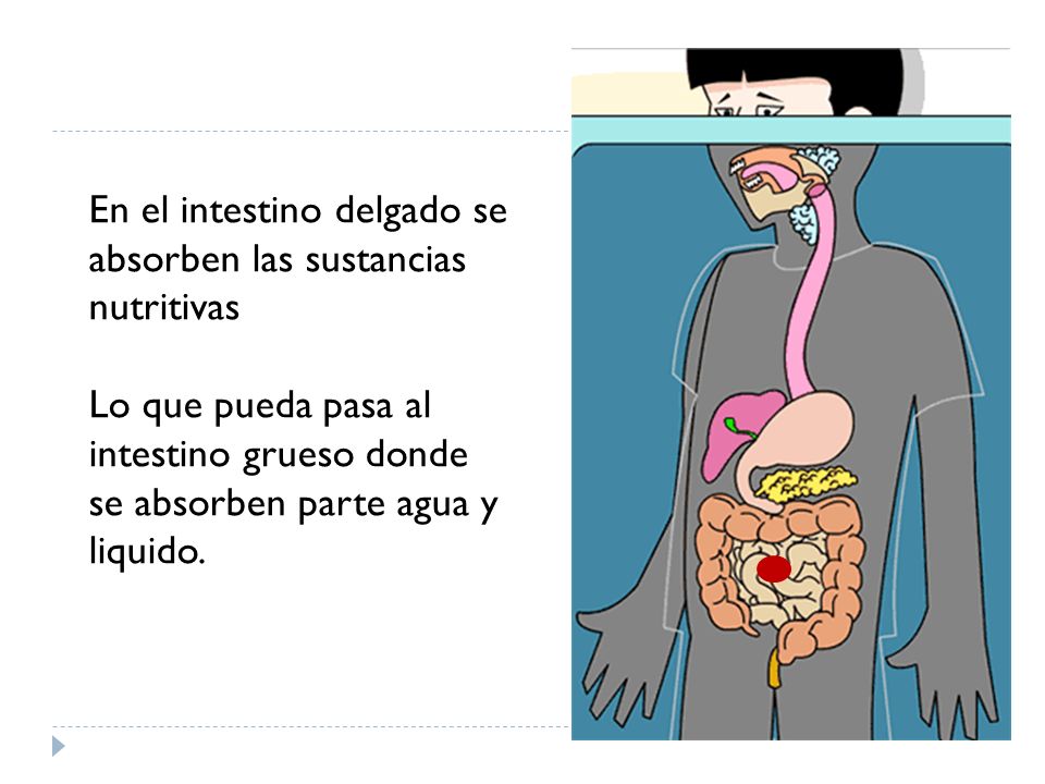 En el intestino delgado se absorben las sustancias nutritivas
