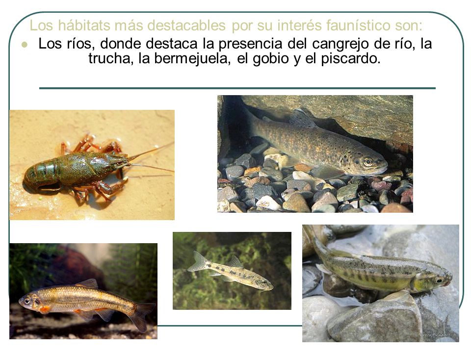 Los hábitats más destacables por su interés faunístico son: