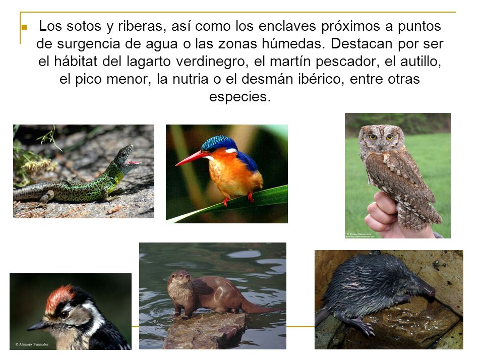 Los sotos y riberas, así como los enclaves próximos a puntos de surgencia de agua o las zonas húmedas.