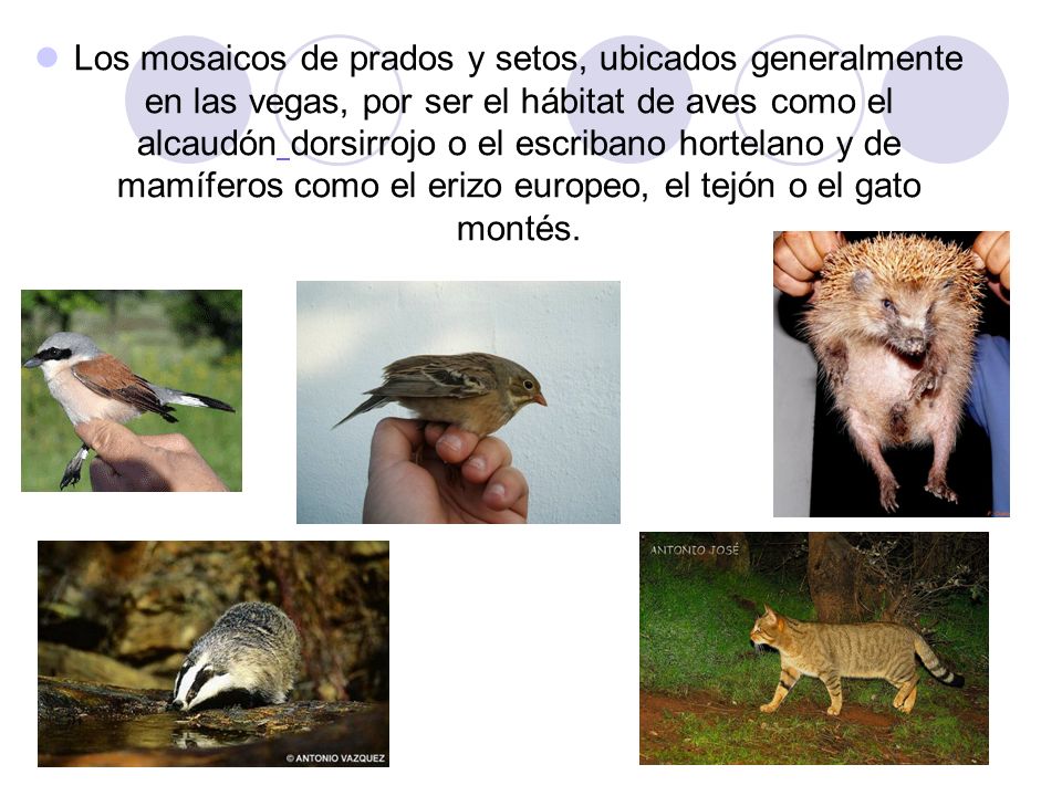 Los mosaicos de prados y setos, ubicados generalmente en las vegas, por ser el hábitat de aves como el alcaudón dorsirrojo o el escribano hortelano y de mamíferos como el erizo europeo, el tejón o el gato montés.