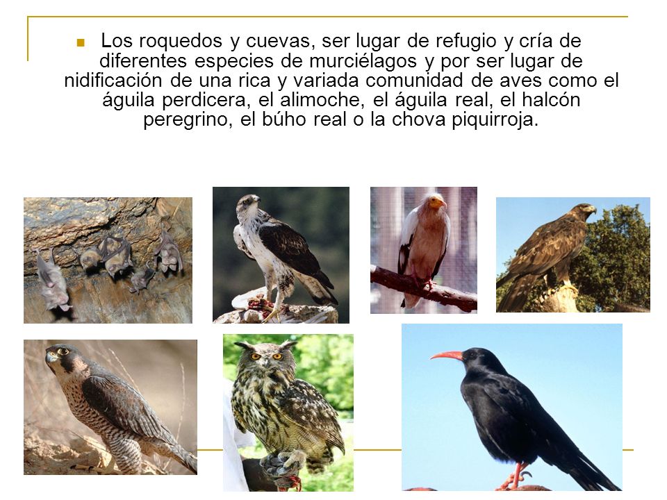 Los roquedos y cuevas, ser lugar de refugio y cría de diferentes especies de murciélagos y por ser lugar de nidificación de una rica y variada comunidad de aves como el águila perdicera, el alimoche, el águila real, el halcón peregrino, el búho real o la chova piquirroja.