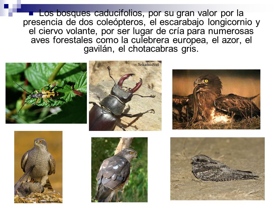 Los bosques caducifolios, por su gran valor por la presencia de dos coleópteros, el escarabajo longicornio y el ciervo volante, por ser lugar de cría para numerosas aves forestales como la culebrera europea, el azor, el gavilán, el chotacabras gris.