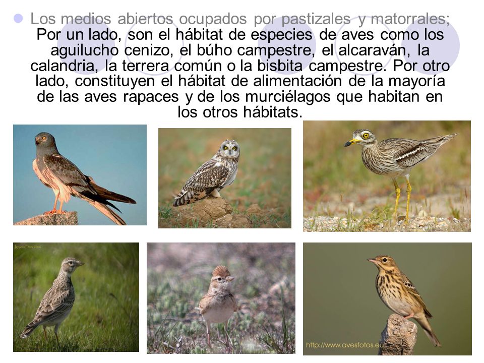Los medios abiertos ocupados por pastizales y matorrales; Por un lado, son el hábitat de especies de aves como los aguilucho cenizo, el búho campestre, el alcaraván, la calandria, la terrera común o la bisbita campestre.
