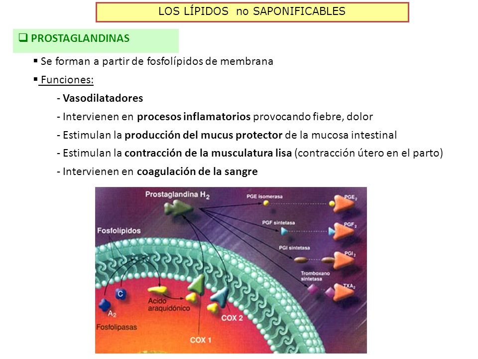 LOS LÍPIDOS no SAPONIFICABLES