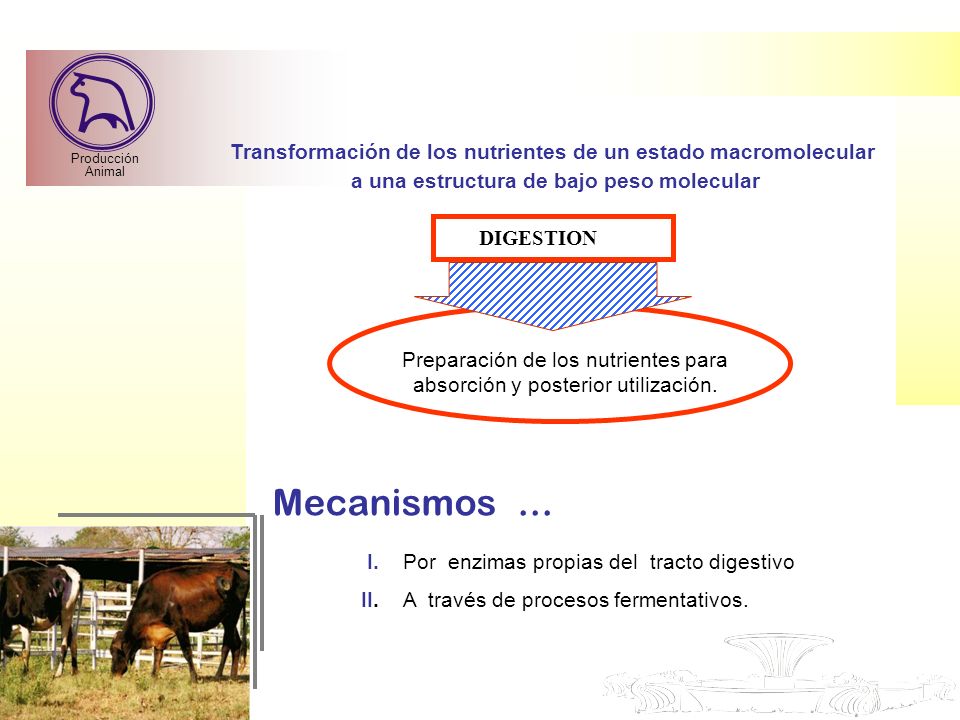 Producción Animal. Transformación de los nutrientes de un estado macromolecular. a una estructura de bajo peso molecular.