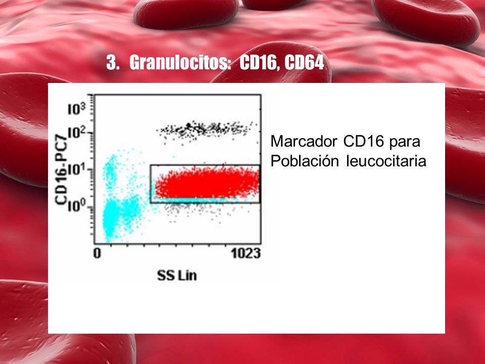 3. Granulocitos: CD16, CD64 Marcador CD16 para Población leucocitaria