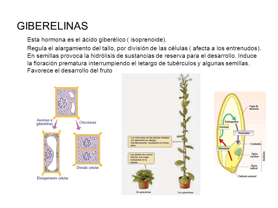 GIBERELINAS Esta hormona es el ácido giberélico ( isoprenoide).