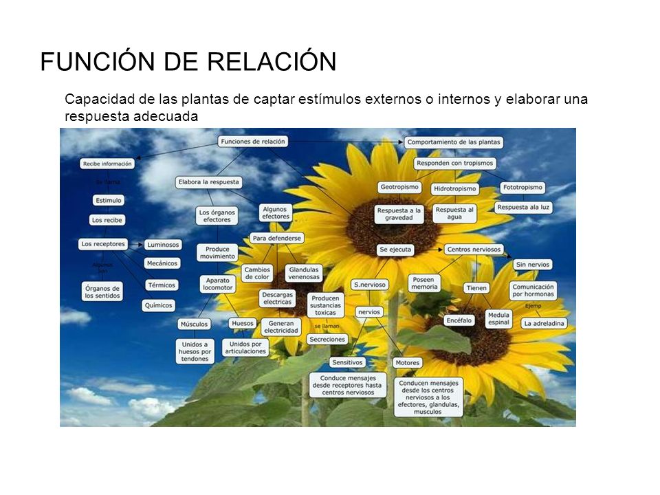 FUNCIÓN DE RELACIÓN Capacidad de las plantas de captar estímulos externos o internos y elaborar una respuesta adecuada.