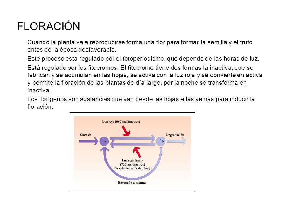 FLORACIÓN Cuando la planta va a reproducirse forma una flor para formar la semilla y el fruto antes de la época desfavorable.