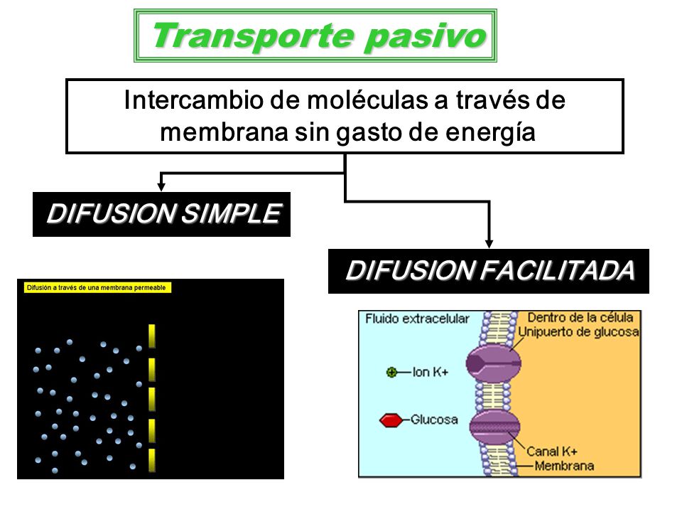 Intercambio de moléculas a través de membrana sin gasto de energía