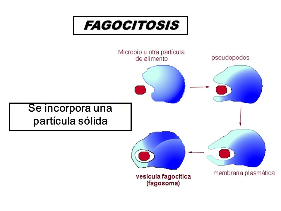 FAGOCITOSIS Se incorpora una partícula sólida