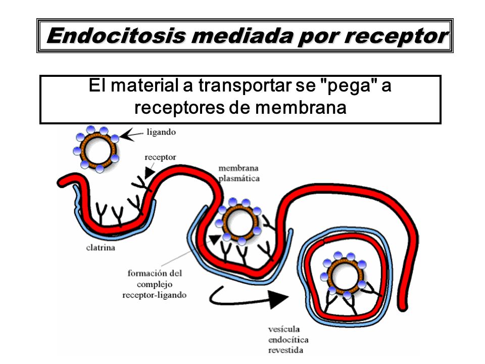 Endocitosis mediada por receptor