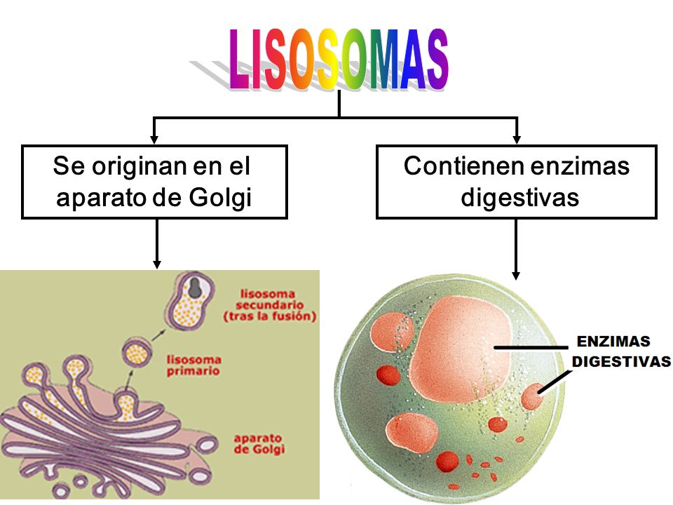 LISOSOMAS Se originan en el aparato de Golgi Contienen enzimas