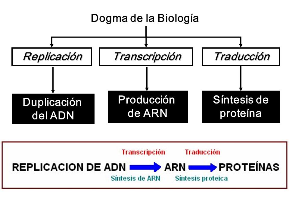 Dogma de la Biología Replicación. Transcripción. Traducción. Producción. de ARN. Síntesis de. proteína.