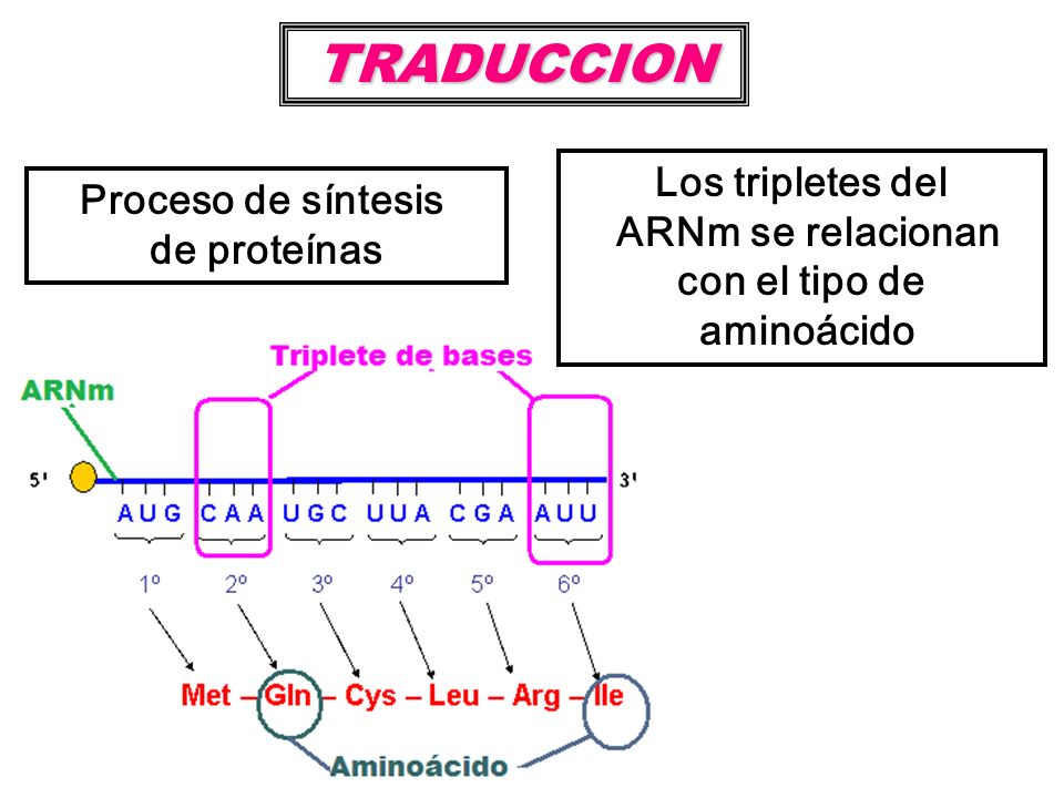TRADUCCION Los tripletes del Proceso de síntesis ARNm se relacionan