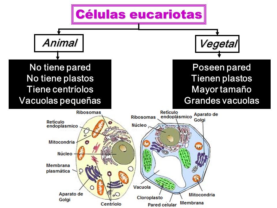 Células eucariotas Animal Vegetal No tiene pared No tiene plastos