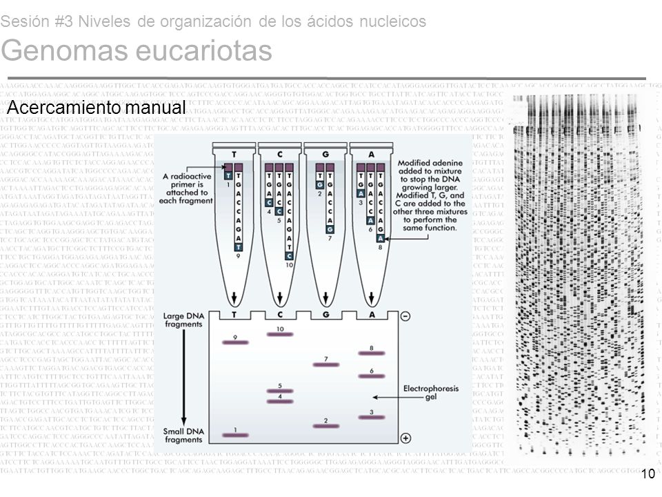 Sesión #3 Niveles de organización de los ácidos nucleicos Genomas eucariotas