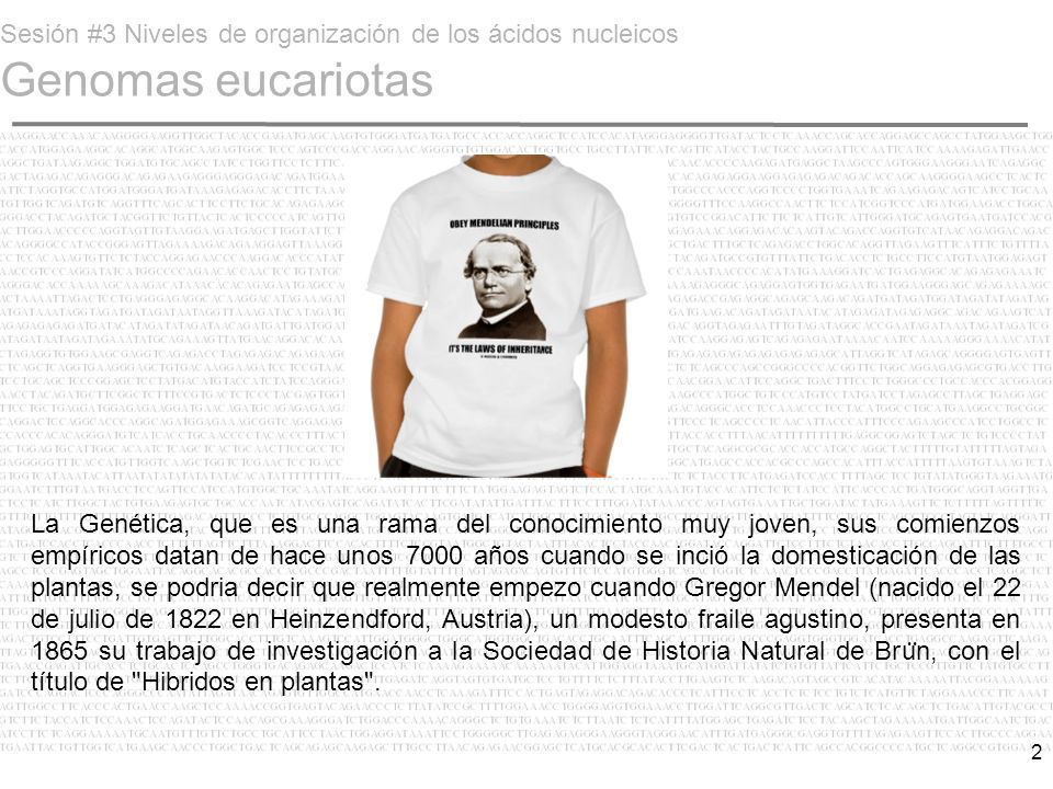 Sesión #3 Niveles de organización de los ácidos nucleicos Genomas eucariotas