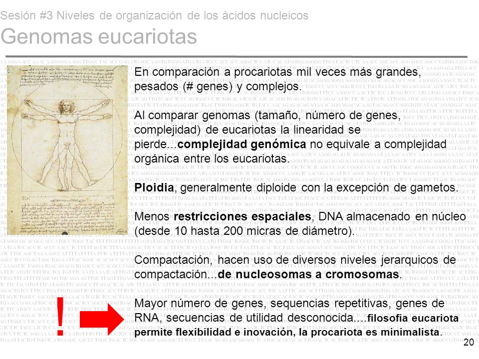 Sesión #3 Niveles de organización de los ácidos nucleicos Genomas eucariotas