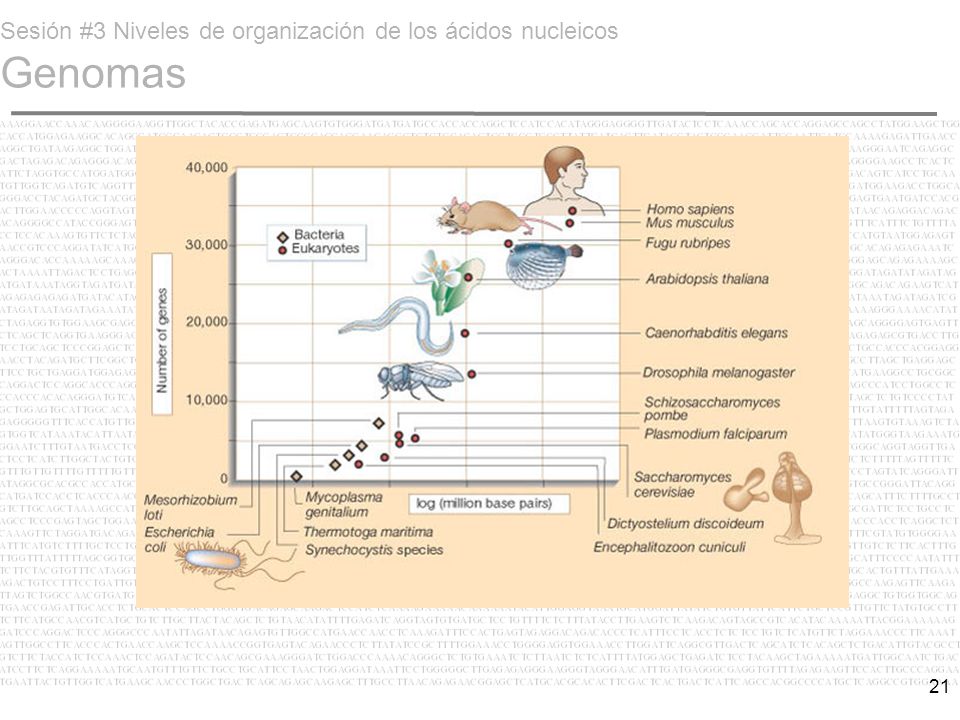 Sesión #3 Niveles de organización de los ácidos nucleicos Genomas