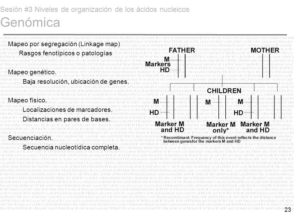 Sesión #3 Niveles de organización de los ácidos nucleicos Genómica